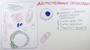 ЕГЭ по биологии. Животная клетка