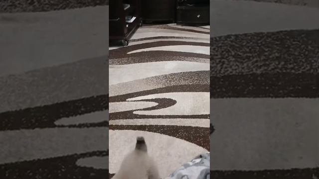 Алабай 1 месяц смотреть онлайн