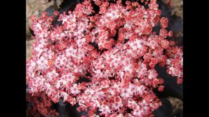 ❀ 6 кустарников, которые преобразят ваш сад за самое короткое время