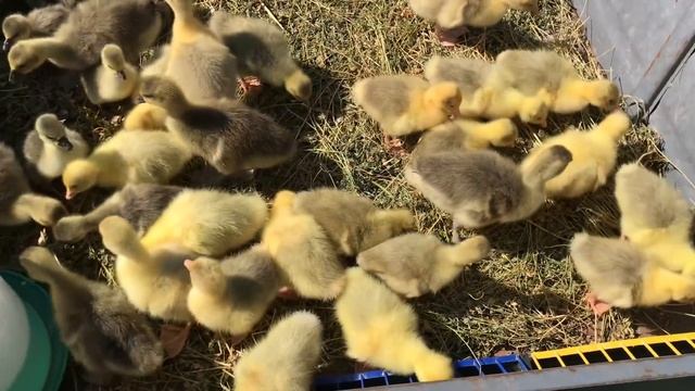 Село. Купили 40 гусей! Самі в шоці ? смотреть онлайн