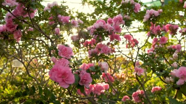 Музыка для учебы и отдыха ? Шум моря, успокаивает нервную систему и радует душу смотреть онлайн