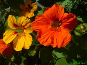 Наши Настурции (Tropaéolum) на даче - август 2020.