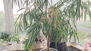 ПАЛЬМА ИЗ ФИКУСА АЛИ