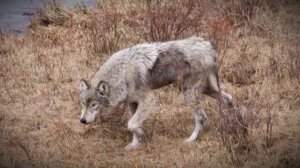 Skinwalker Ranch - Home To An Unearthly Dire Wolf