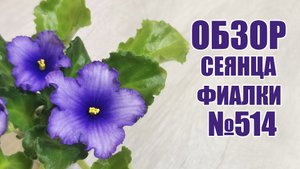 Выращивание фиалок. Обзор сеянца №514. Своя селекция. Фиалки из семян.