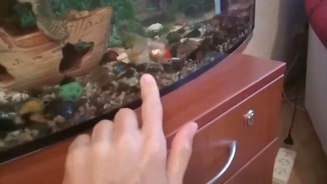 ПОЧЕМУ ДОХНУТ РЫБЫ ? ПОДМЕНА ВОДЫ ! смотреть онлайн