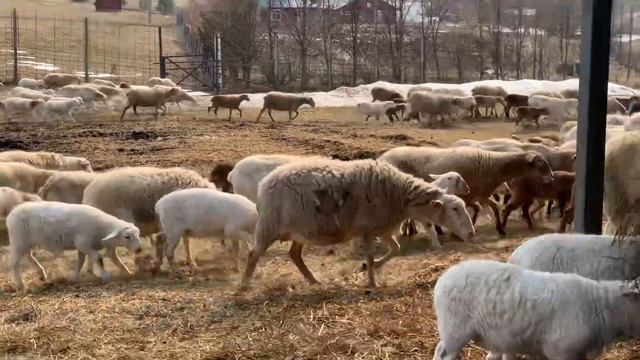 Катумы. Матки с ягнятами. смотреть онлайн