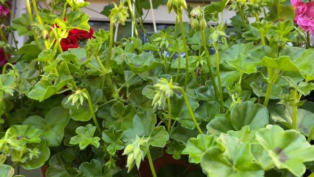 ПЕЛАРГОНИЯ зацветёт Водопадом Цветов! Почему я НЕ ОБРЕЗАЮ свои ПЛЮЩЕЛИСТНЫЕ ПЕЛАРГОНИИ Pelargonium смотреть онлайн