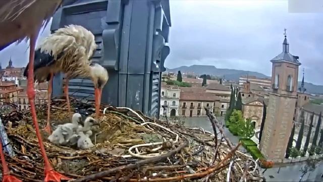 Могут ли аисты нападать на людей смотреть онлайн