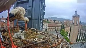 Могут ли аисты нападать на людей