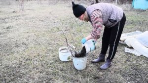 Как сохранить саженцы до высадки в грунт .