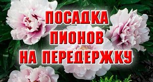 Посадка пионов с Озона на передержку