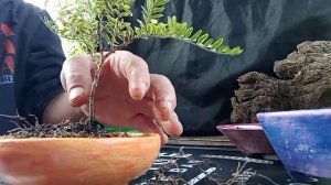 Жимолость "блестящая".Накладка проволоки, пересадка.
