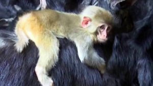 В Китае оставшаяся без матери маленькая обезьянка поселилась в стаде коз