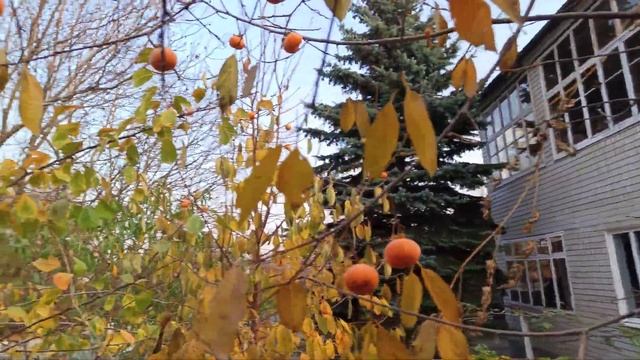 Хурма сорт Россиянка.Радость или разочарование .Сравнение двух одинаковых деревьев по урожайности. смотреть онлайн