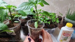 12.03.23 РАССАДА ПЕРЦЕВ ИЗ ЭКСПЕРИМЕНТА С ГРУНТАМИ.МОИ ВЫВОДЫ О СПОСОБАХ ПОСАДКИ.