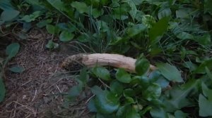 Весёлка Адриана