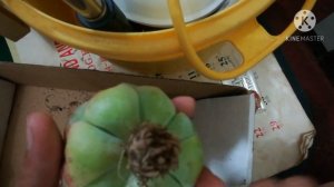 Re Potting Unboxing || IMBRICATA ROSE CABBAGE GRAPTOVERIA LOVELY ROSE