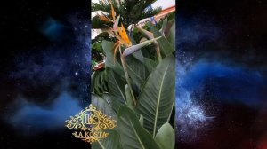 Cтрелиция регина 2 цветущая