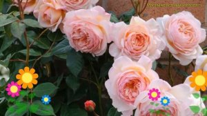 Роза флорибунда Абе Аусогрин. Краткий обзор, описание характеристик, где купить саженцы Abe Ausgree