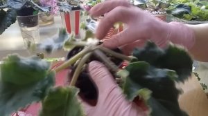 Готовлю фиалки к весеннему цветению.