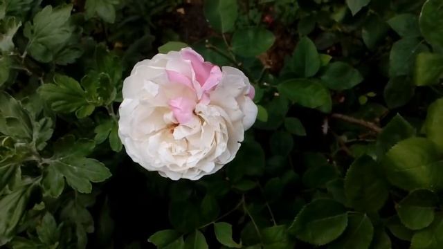 Экскурсия по саду.Розы.13 июня 2018. # мой сад # розы