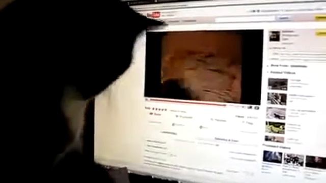 Смешные коты и кошки. Супер видео, надо смотреть обязательно. смотреть онлайн