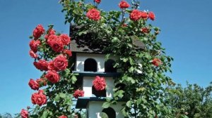 Розы в саду