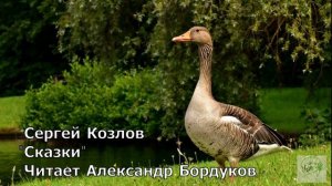 Сказки С.Козлова. Гусь в сапогах
