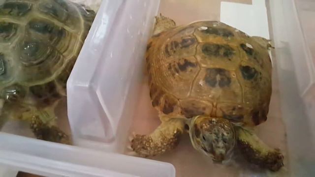 HOW TORTOISE SWIM&DRINK💧🐢💧🐢💧🐢КАК ЧЕРЕПАШКИ ПЬЮТ И ПЛАВАЮТ🐢💧🐢💧🐢💧🐢💧🐢💧🐢💧🌞😉 смотреть онлайн