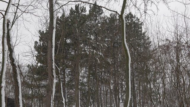 Зимний лес.Музыка Олег Незальзов смотреть онлайн