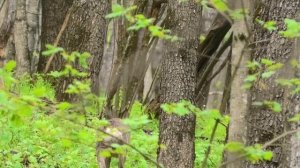 Косуля европейская. Самцы. Голос (лай) косули || The voice of the European roe deer