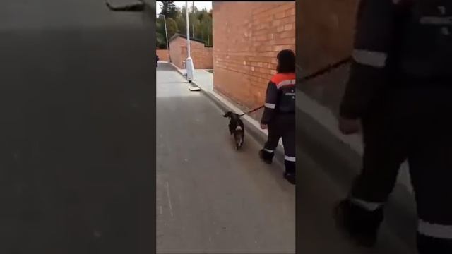 Symiko.ru | Собака Клод ищет дом. Отдаем бесплатно. Собаки в дар в добрые руки. смотреть онлайн