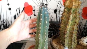 Комнатные растения. Кактусы.