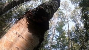 Навожу порядок, железные столбы, сбор чаги