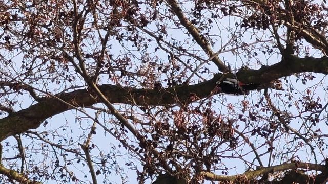 Дятел в лесу. A woodpecker is in the forest. смотреть онлайн