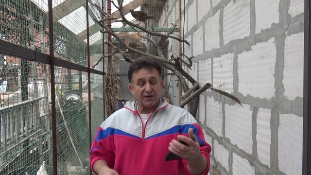 Фазаны прилетели из Франции. Не имей 100 рублей а имей 100 друзей. смотреть онлайн