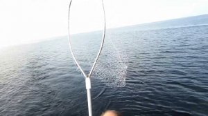 TROLLING. BEST FISHING. Лучшая летняя  рыбалка  2016 года на Ладоге