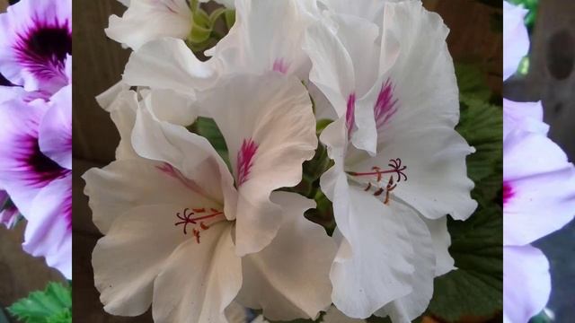 Герань мона лиза фото Королевская пеларгония в доме - приметы и суеверия. - смотреть видео онлайн от "