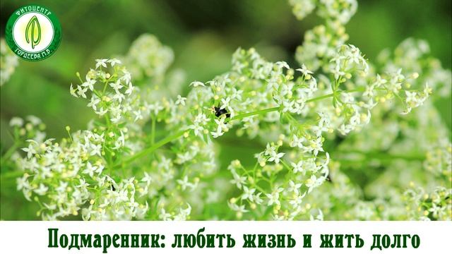 Подмаренник. Золотой стандарт травника Гордеева.