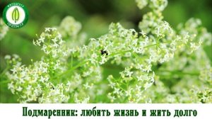Подмаренник. Золотой стандарт травника Гордеева.