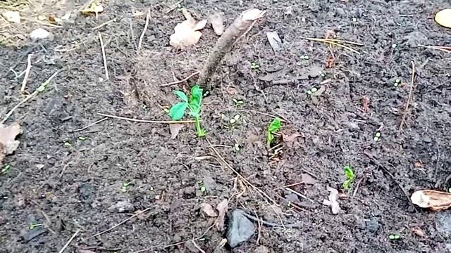 Горох. Развитие. Опора - сеть. смотреть онлайн