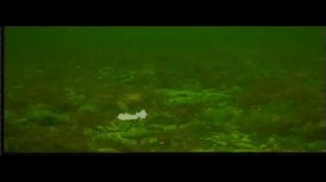 Ловля трески на камеру в белом море