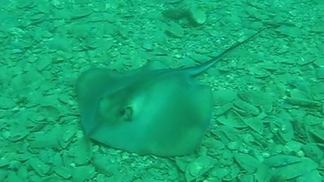 Скат хвостокол. Ещё один =) смотреть онлайн