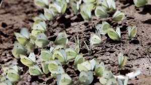 Бабочки репницы и брюквенницы. Насекомые Беларуси.