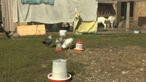 Осень, в чём опасность для кур?//Куры барковская барвистая и орпингтон.