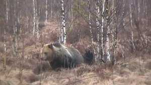 Dog fight against a bear / Бой собаки против медведя