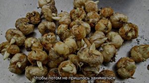Рябчик шахматный: посадка и уход в открытом грунте