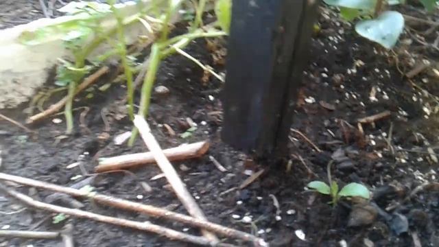 Огород,опора универсальная под разные растения.Дайкон. смотреть онлайн