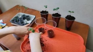 Вытянулась рассада дыни. Перевалка дыни "Алтайская",томат "Золотая клуша".
